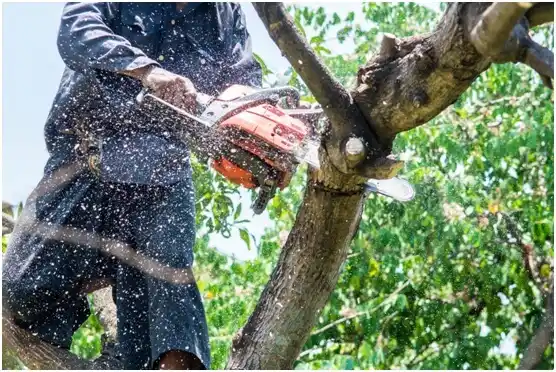 tree services Carpendale